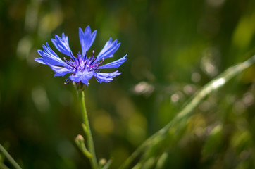 Blue field flower isolated on green background