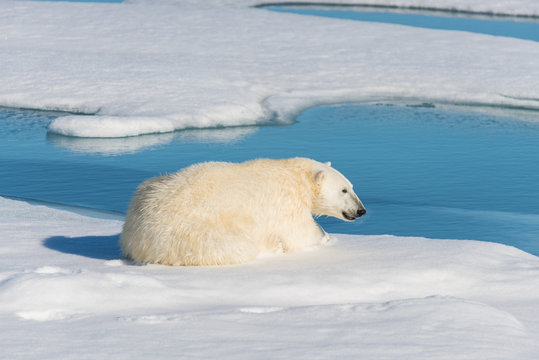 Polar bear laying  on the pack ice