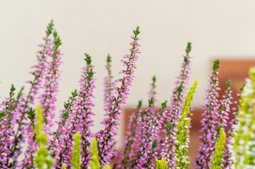 Close up of purple and white heather flowers in the pot on the stairs