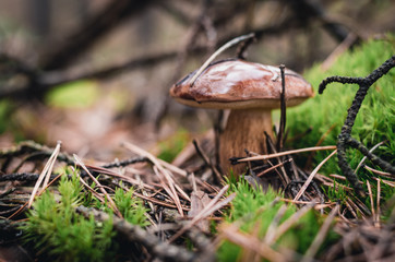Single Bay bolete mushroom in the forest, Imleria badia
