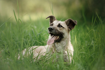 Dog breed walking on the nature