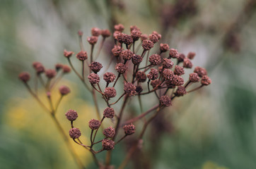 Dried field plant during autumn day