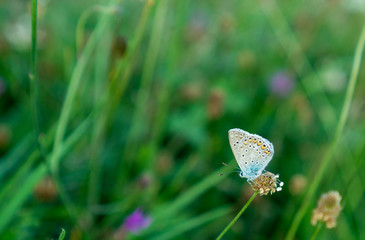 Butterfly on the Green Meadow