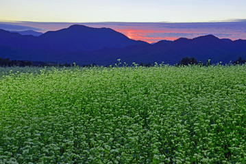 夕景のソバ畑