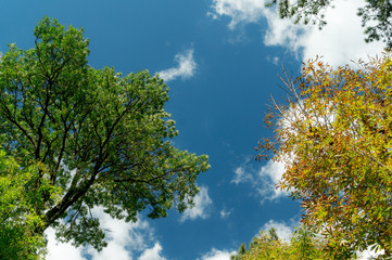 Clouds and Trees on Blue Sky