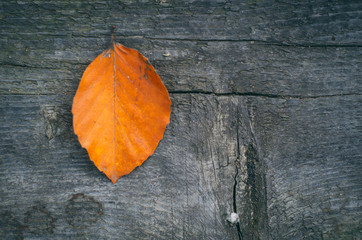 Single orange leaf on the wooden gray board