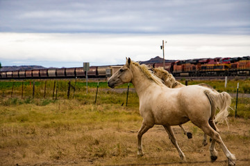 Mustangs with train in Montana