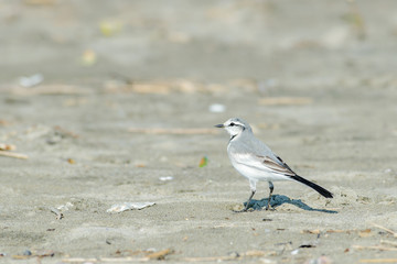 砂浜を歩くハクセキレイ
