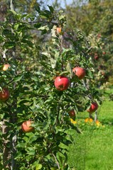 Rote Äpfel hängen reif am Apfelbaum 