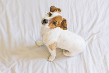 closeup portrait of a cute small dog standing on bed and looking curious to the camera. Pets indoors