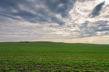 Fototapeta na wymiar green field, panorama.