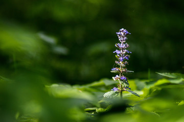  flower close-up