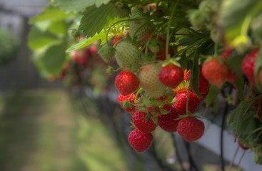 Dutch strawberry farm