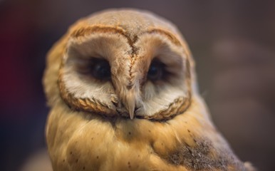 Close image of a dutch feathered bird