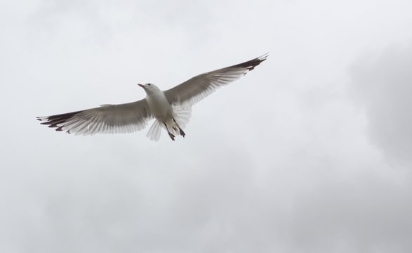 Close image of a dutch feathered bird