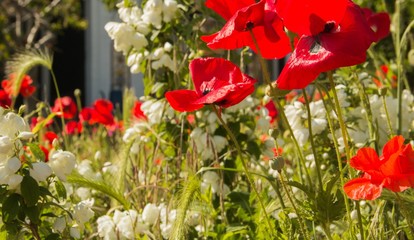 Flowers in bloom on a field