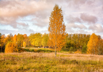 Fototapeta premium Bright colors of Golden autumn.