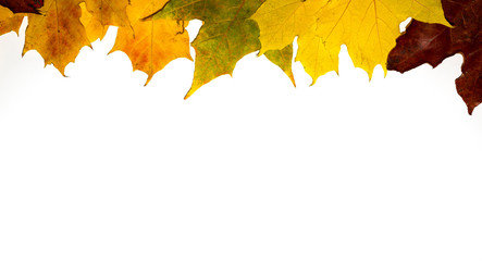 Autumn falling maple leaves isolated on white background