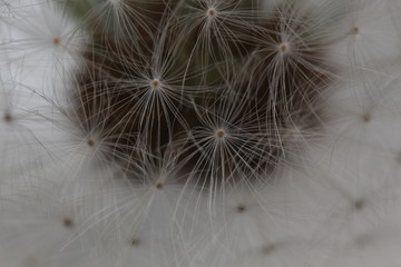 Fototapeta premium Up Close Dandelion
