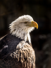 Bald Eagle in Profile, Close Up