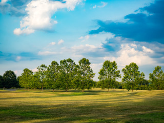 Rural Landscape with Grass, Trees and Sky