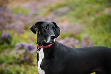 Black and white Great Dane dog in field with purple flowers
