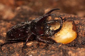 horned bug