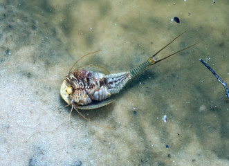 Triops longicaudatus (commonly called longtail tadpole shrimp, American tadpole shrimp, or rice tadpole shrimp) is a freshwater crustacean. View with legs up, inverted