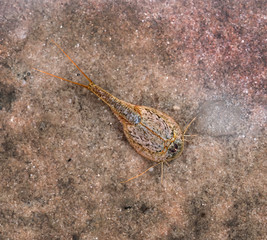 Triops longicaudatus (commonly called longtail tadpole shrimp, American tadpole shrimp, or rice tadpole shrimp) is a freshwater crustacean. View from above