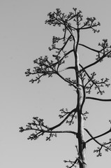 Black and White Tree