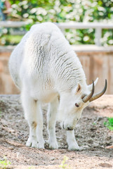 White Rocky Mountain goat (Oreamnos americanus). Male