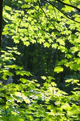 Fototapeta na wymiar Green maple leaves with shining sun
