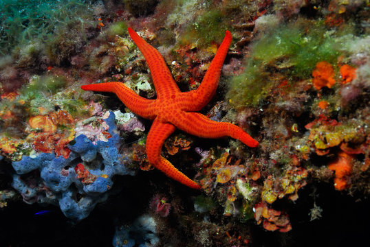 Hacelina attenuata 787_055, Estrella de mar, Starfish