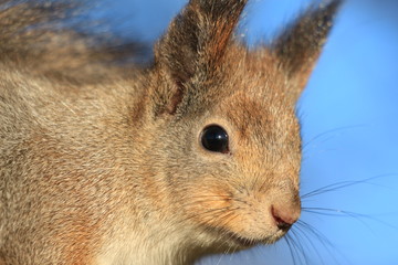 cute squirrel in the park