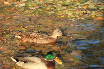 ducks on a pond among fallen leaves
