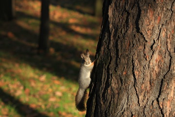 cute squirrel in the park