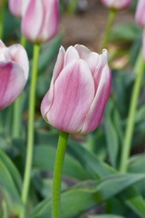 lavender tulip