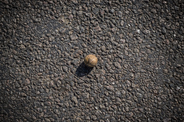 walnut on asphalt