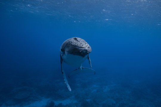 you make me smile - couleur - baleine