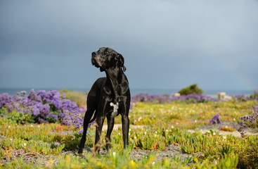 Great Dane dog standing in spring field