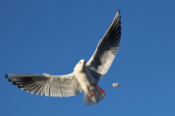 Gull in flight