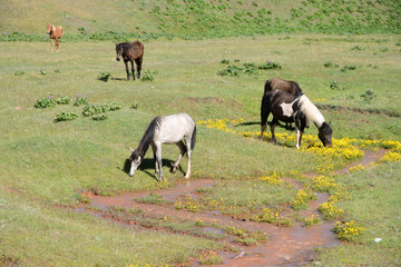 Free running horses, Pamir Mountain Range, Kyrgyzstan