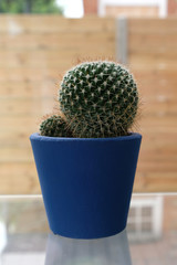 Green cactus in blue pot on glass shelf