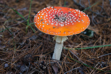 Amanita, mushroom, mushrooms, mycelium, bright mushrooms, poisonous mushrooms