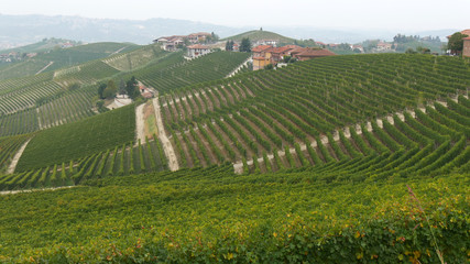 Fototapeta na wymiar Langhe vigneti di uva vino italiano