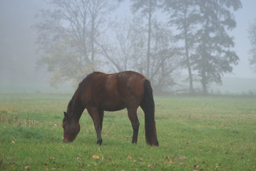 Naklejka premium Pferd im Nebel