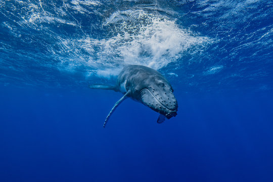 baleine &agrave; bosse