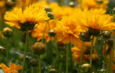 Yellow Flowers and Buds