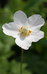 White Poppy