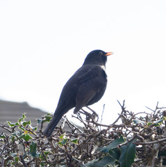 Black bird with white flash on breast